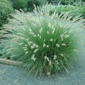 thumbnail for publication: Pennisetum alopecuroides 'Weserbergland' 'Weserbergland' Fountain Grass
